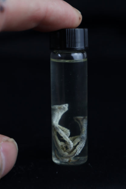 Parakeet Feet Wet Specimen