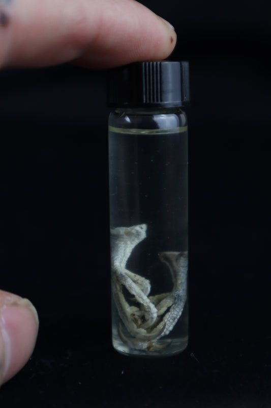 Parakeet Feet Wet Specimen