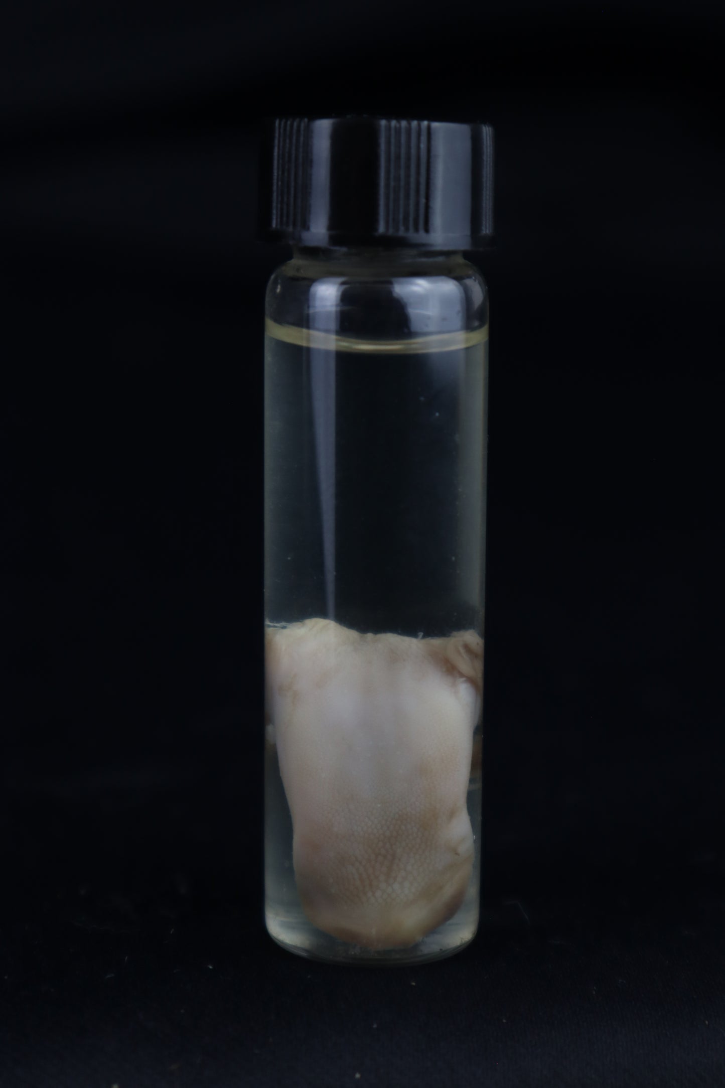 Stillborn Kitten Tongue Wet Specimen