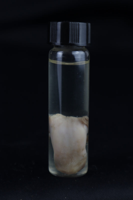 Stillborn Kitten Tongue Wet Specimen