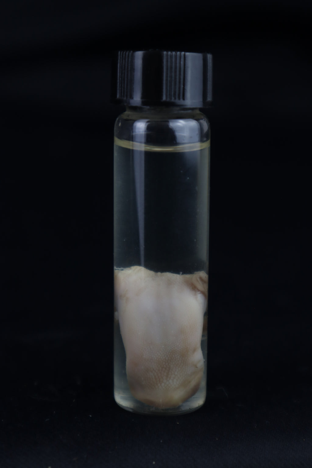 Stillborn Kitten Tongue Wet Specimen