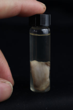 Stillborn Kitten Tongue Wet Specimen