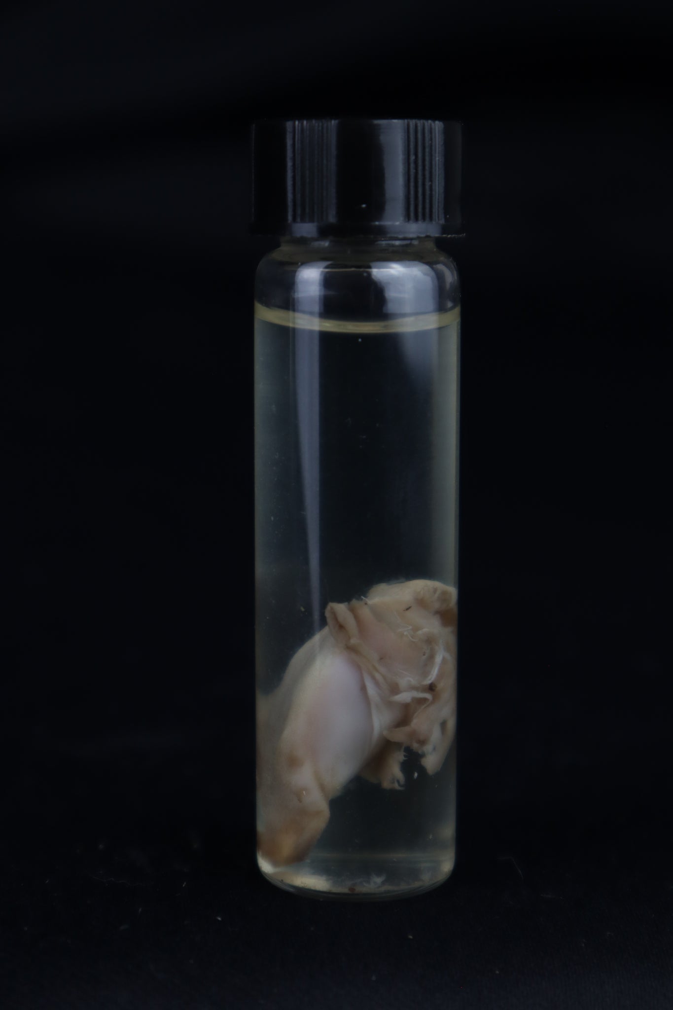 Stillborn Kitten Tongue Wet Specimen