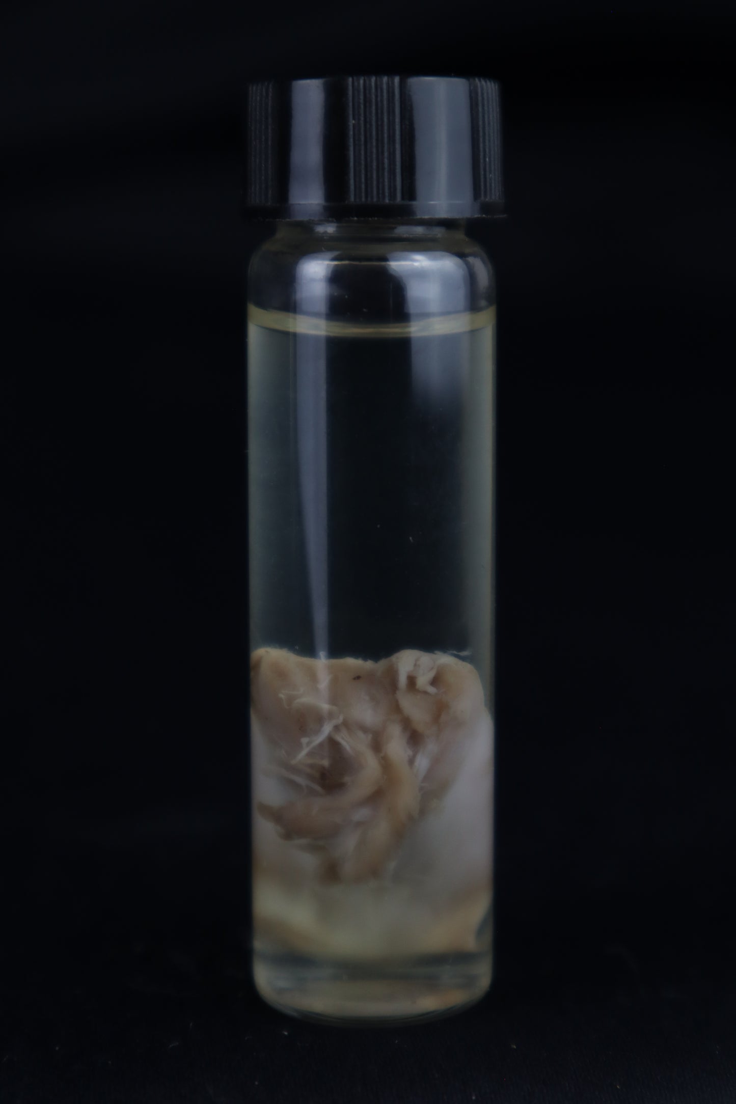 Stillborn Kitten Tongue Wet Specimen