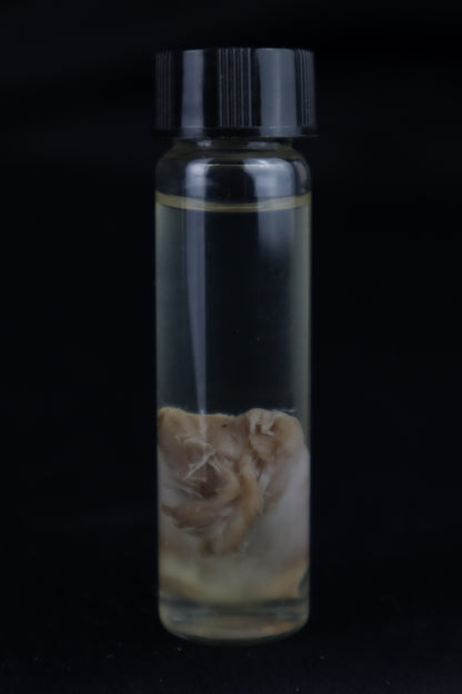 Stillborn Kitten Tongue Wet Specimen