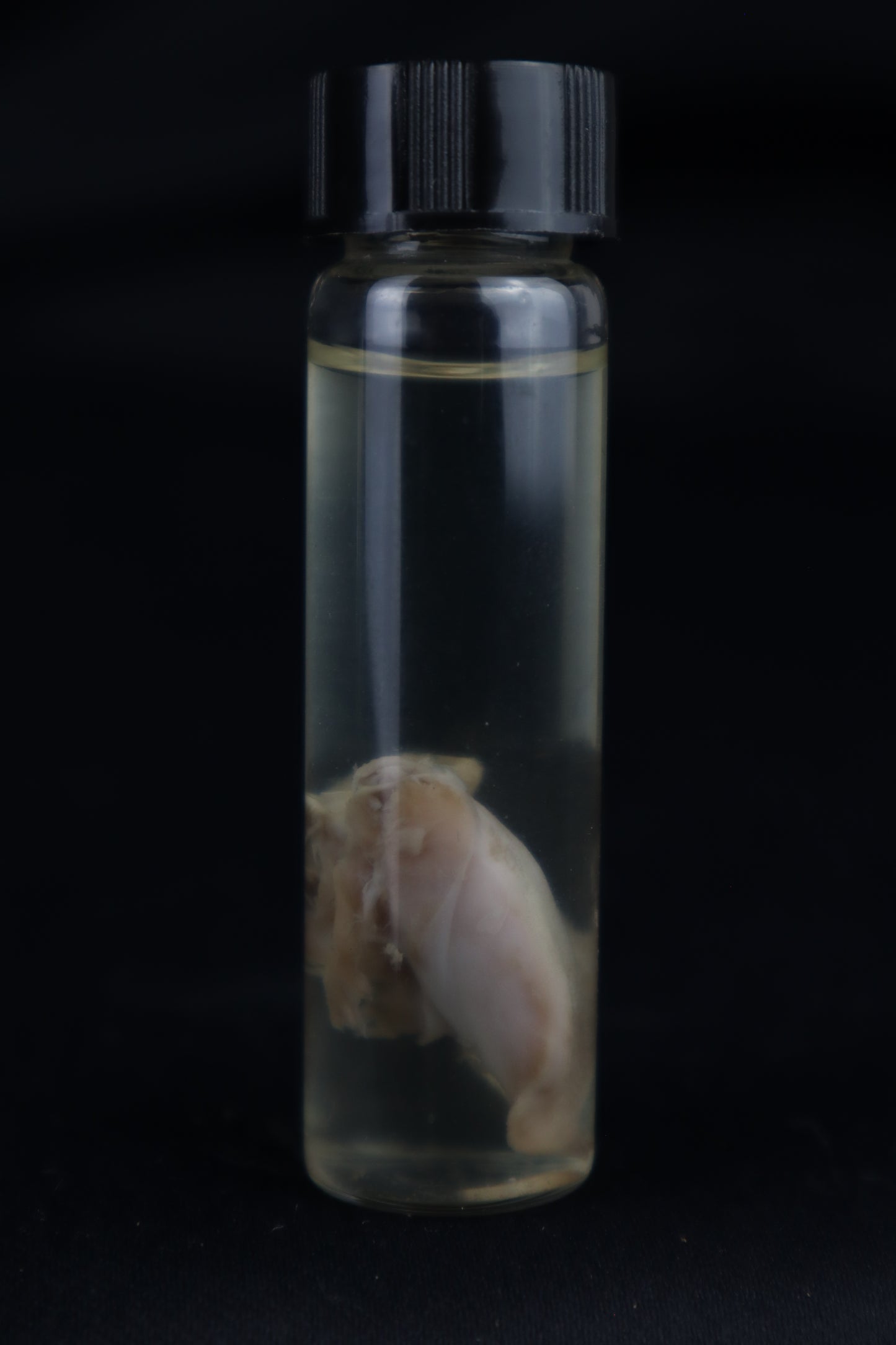 Stillborn Kitten Tongue Wet Specimen