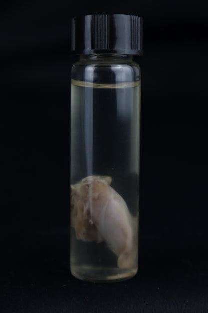 Stillborn Kitten Tongue Wet Specimen