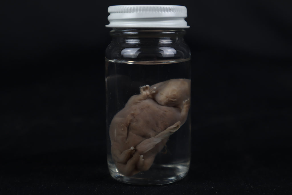 Fetal Beaver Wet Specimen