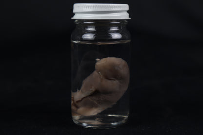 Fetal Beaver Wet Specimen