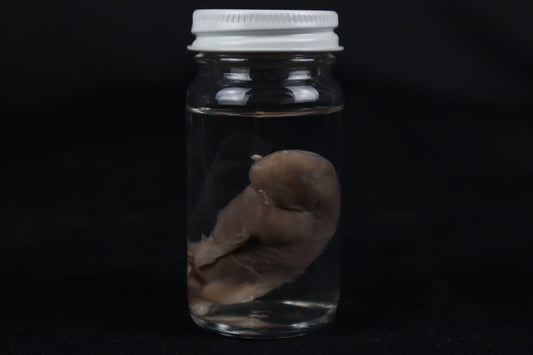 Fetal Beaver Wet Specimen