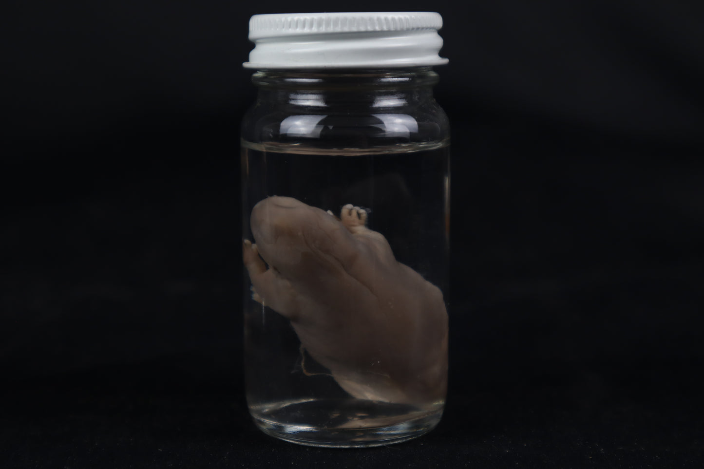 Fetal Beaver Wet Specimen