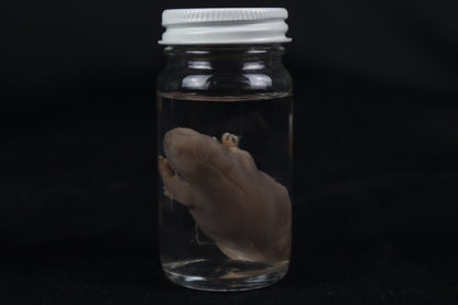 Fetal Beaver Wet Specimen