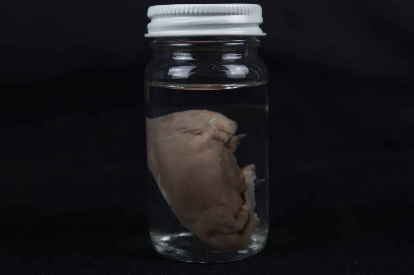 Fetal Beaver Wet Specimen