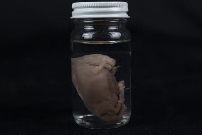 Fetal Beaver Wet Specimen