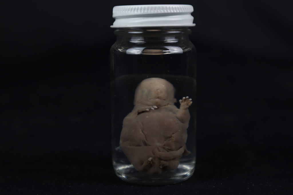 Fetal Beaver Wet Specimen