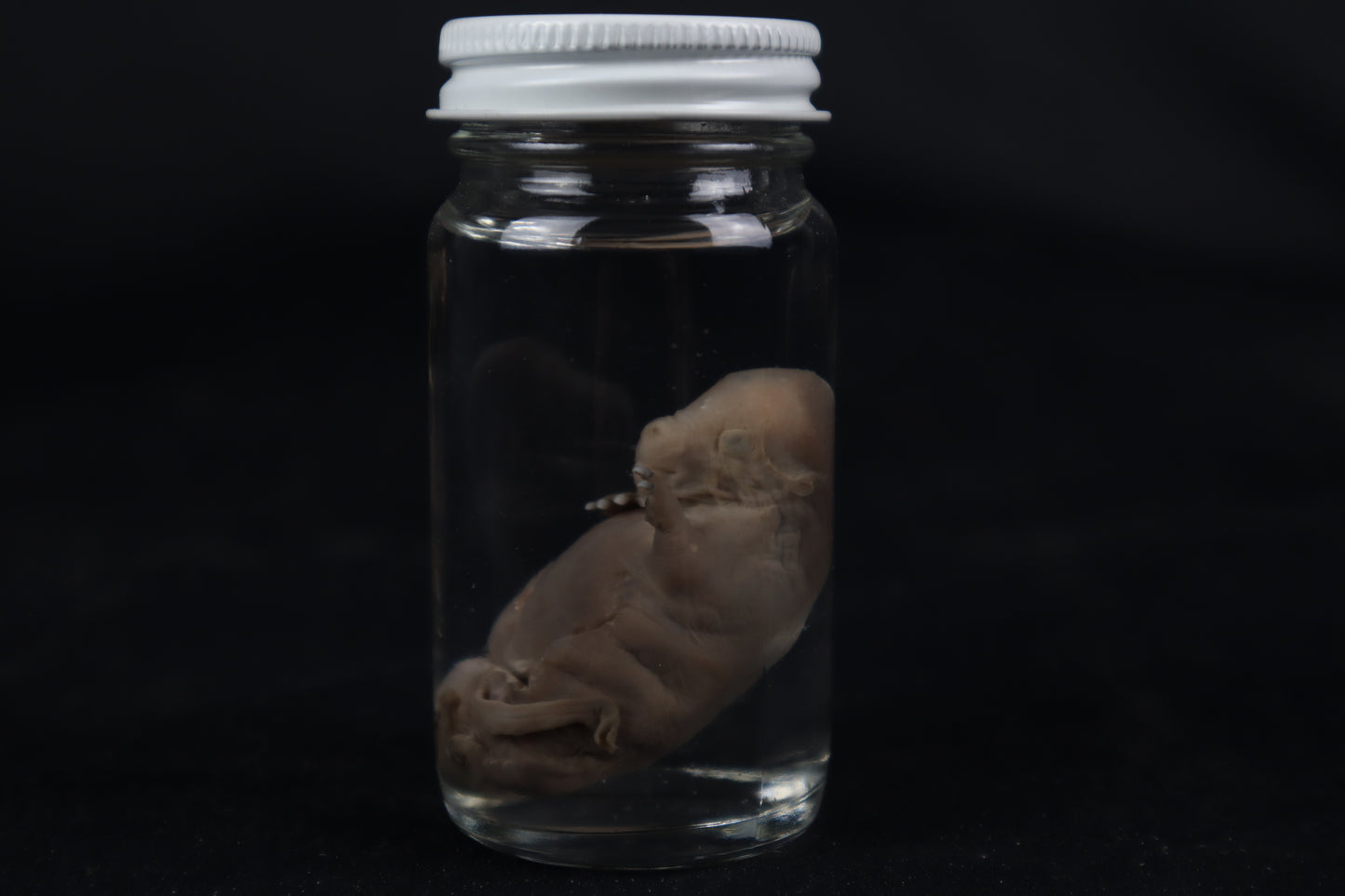 Fetal Beaver Wet Specimen