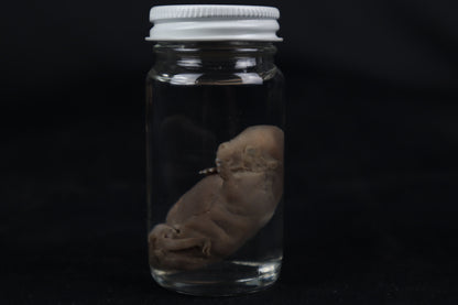 Fetal Beaver Wet Specimen