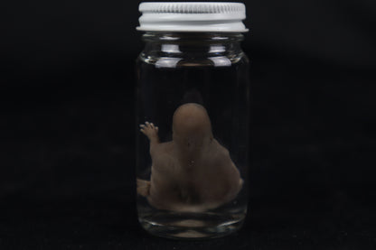 Fetal Beaver Wet Specimen