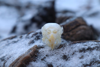 Parakeet Skull with Sclerotic Rings