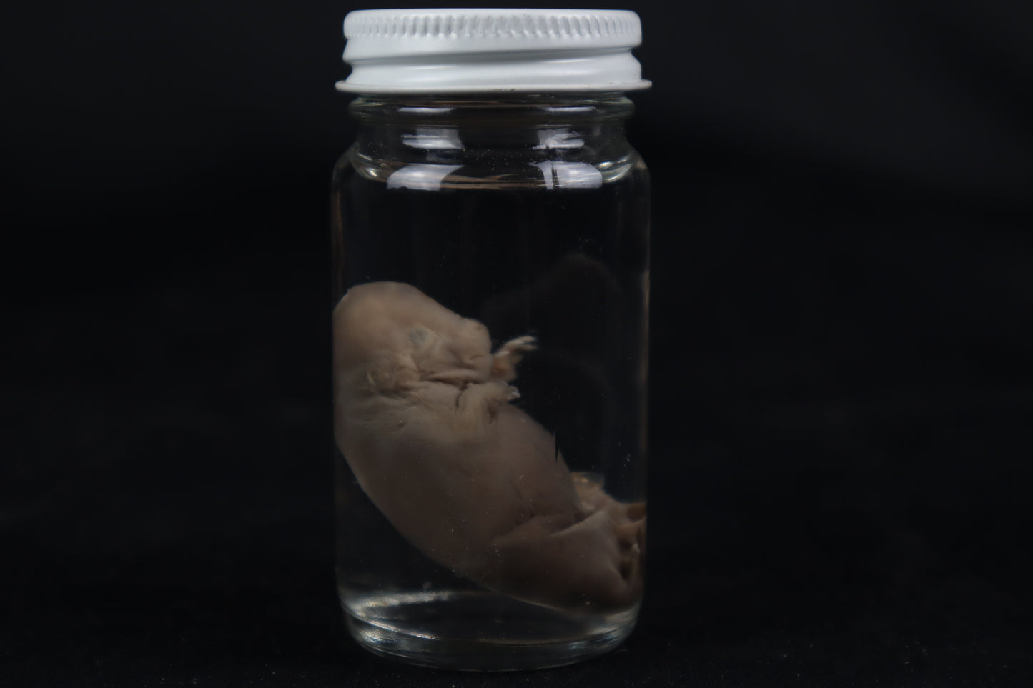 Fetal Beaver Wet Specimen