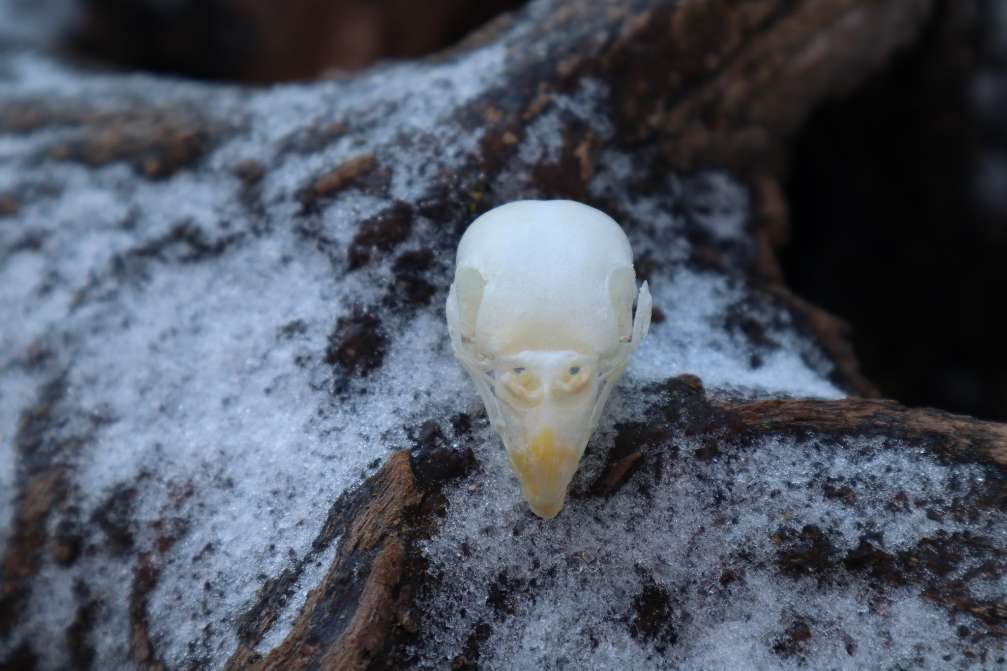 Parakeet Skull with Sclerotic Rings