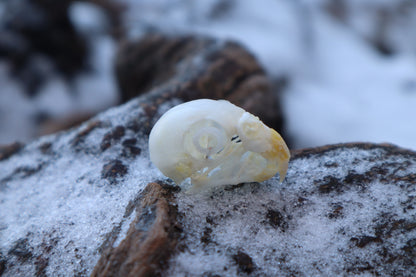 Parakeet Skull with Sclerotic Rings