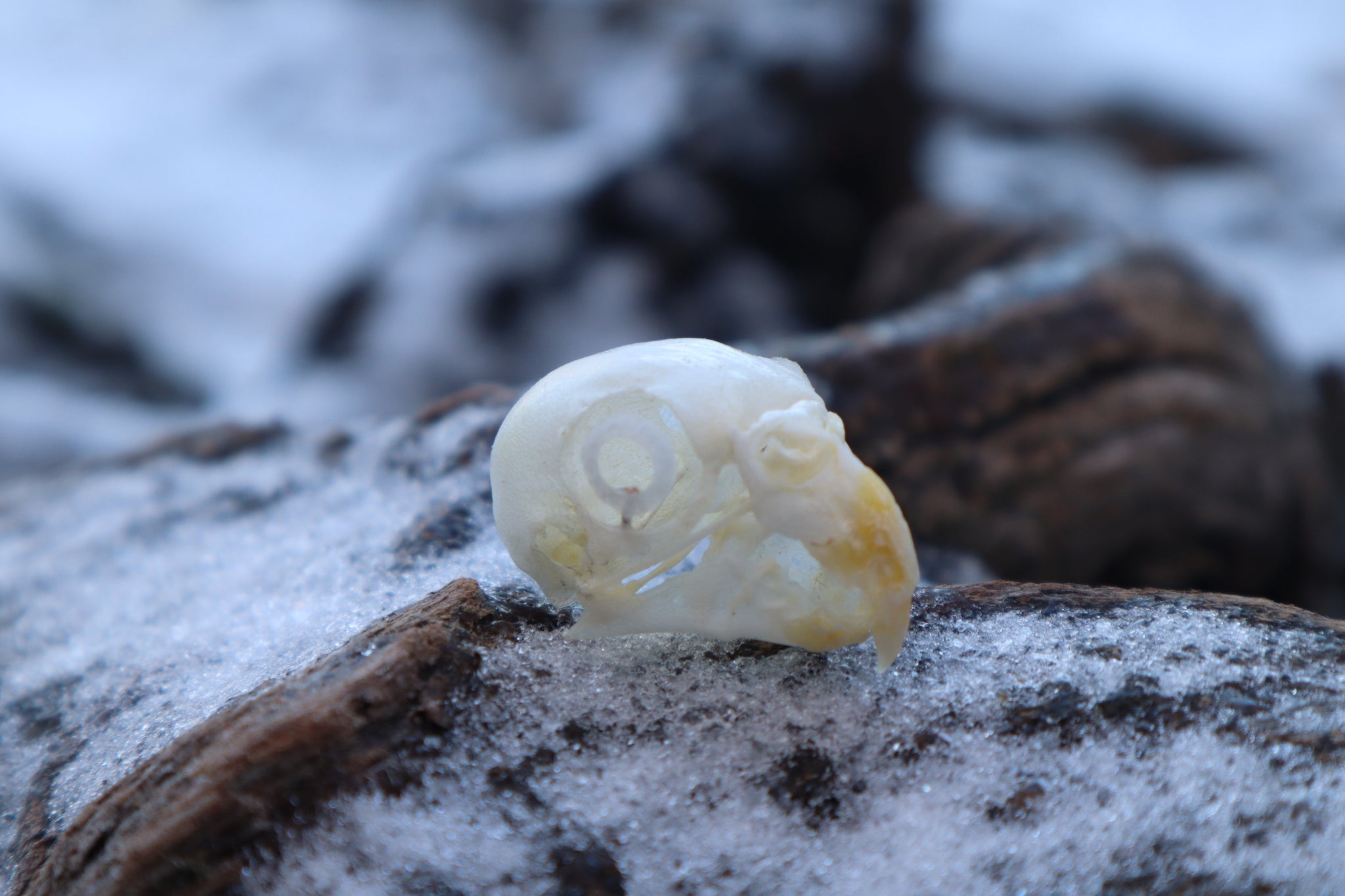 Parakeet Skull with Sclerotic Rings