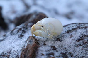 Parakeet Skull with Sclerotic Rings