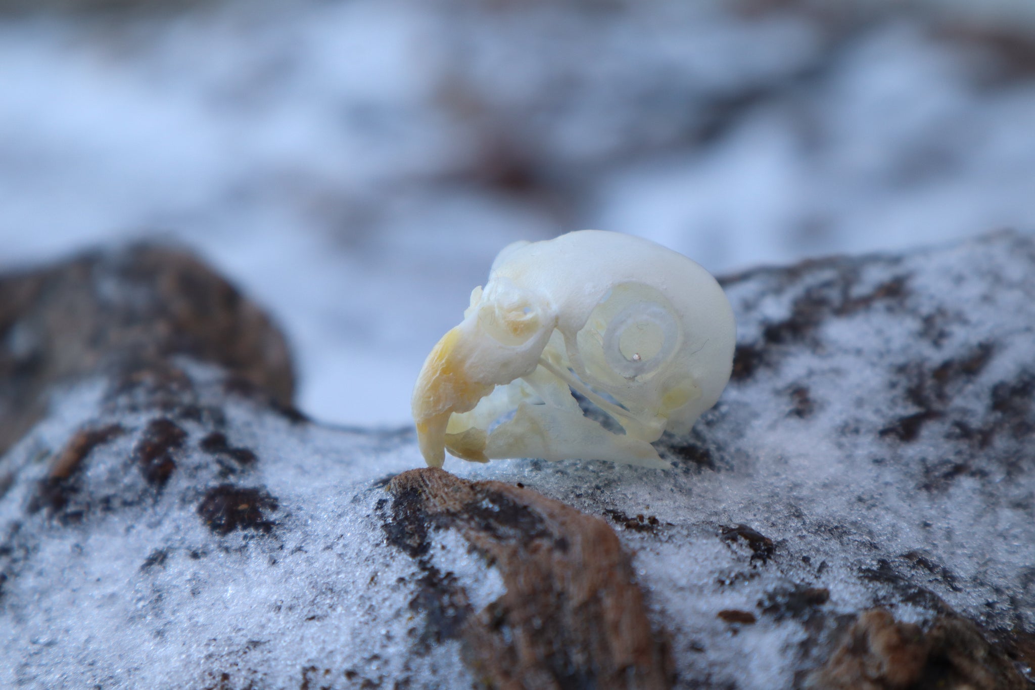 Parakeet Skull with Sclerotic Rings