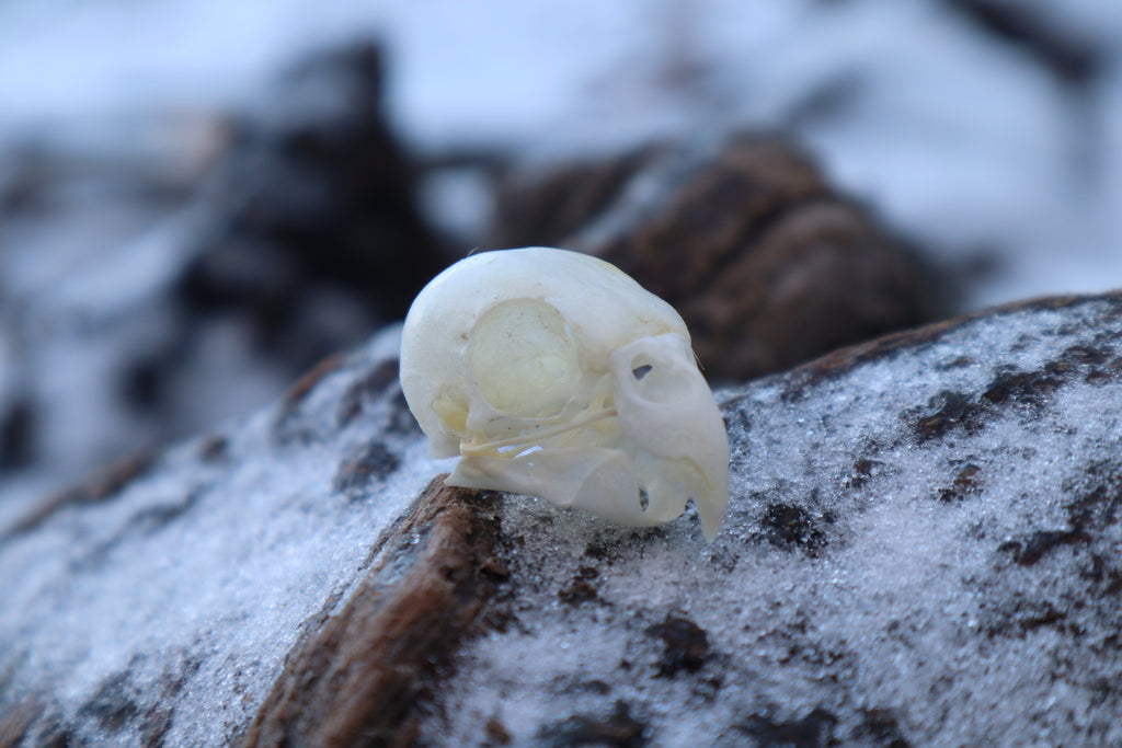 Parakeet Skull