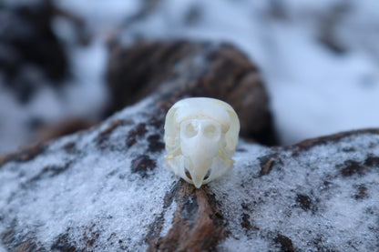 Parakeet Skull