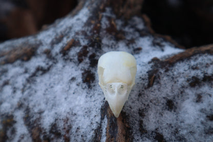 Parakeet Skull
