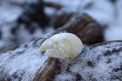 Parakeet Skull