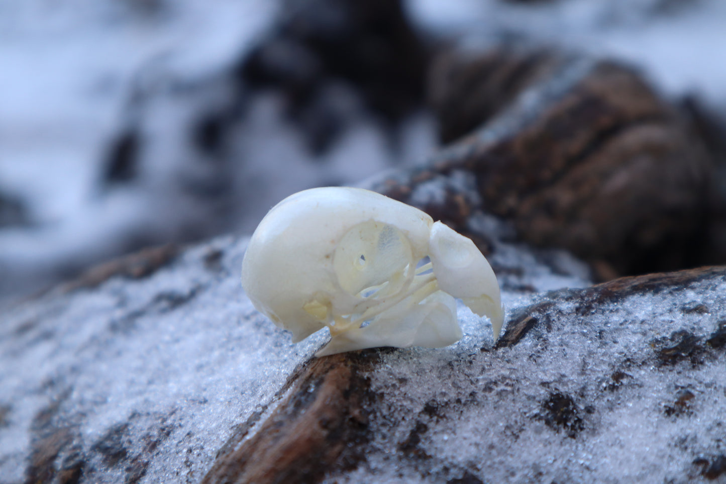 Parakeet Skull