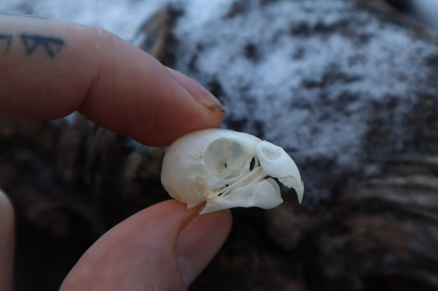 Parakeet Skull