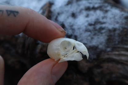Parakeet Skull