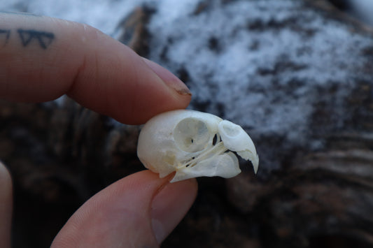 Parakeet Skull