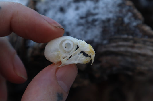 Parakeet Skull with Sclerotic Rings