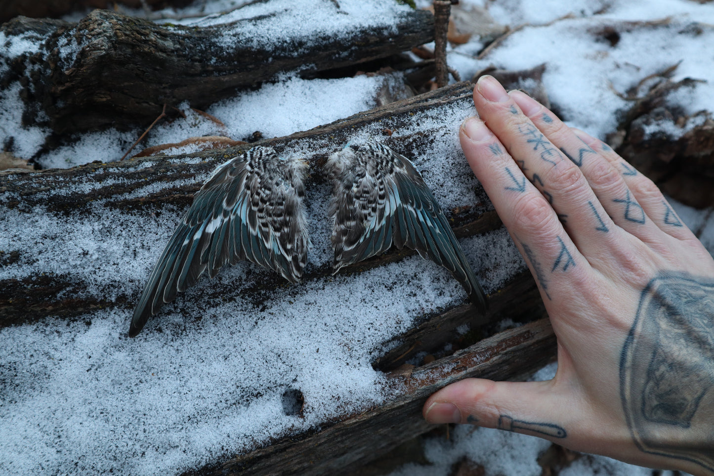 Dry Preserved Parakeet Wings