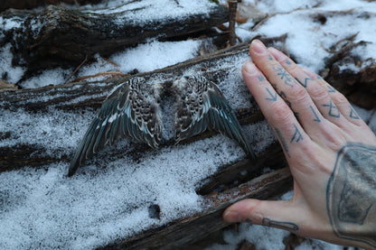 Dry Preserved Parakeet Wings