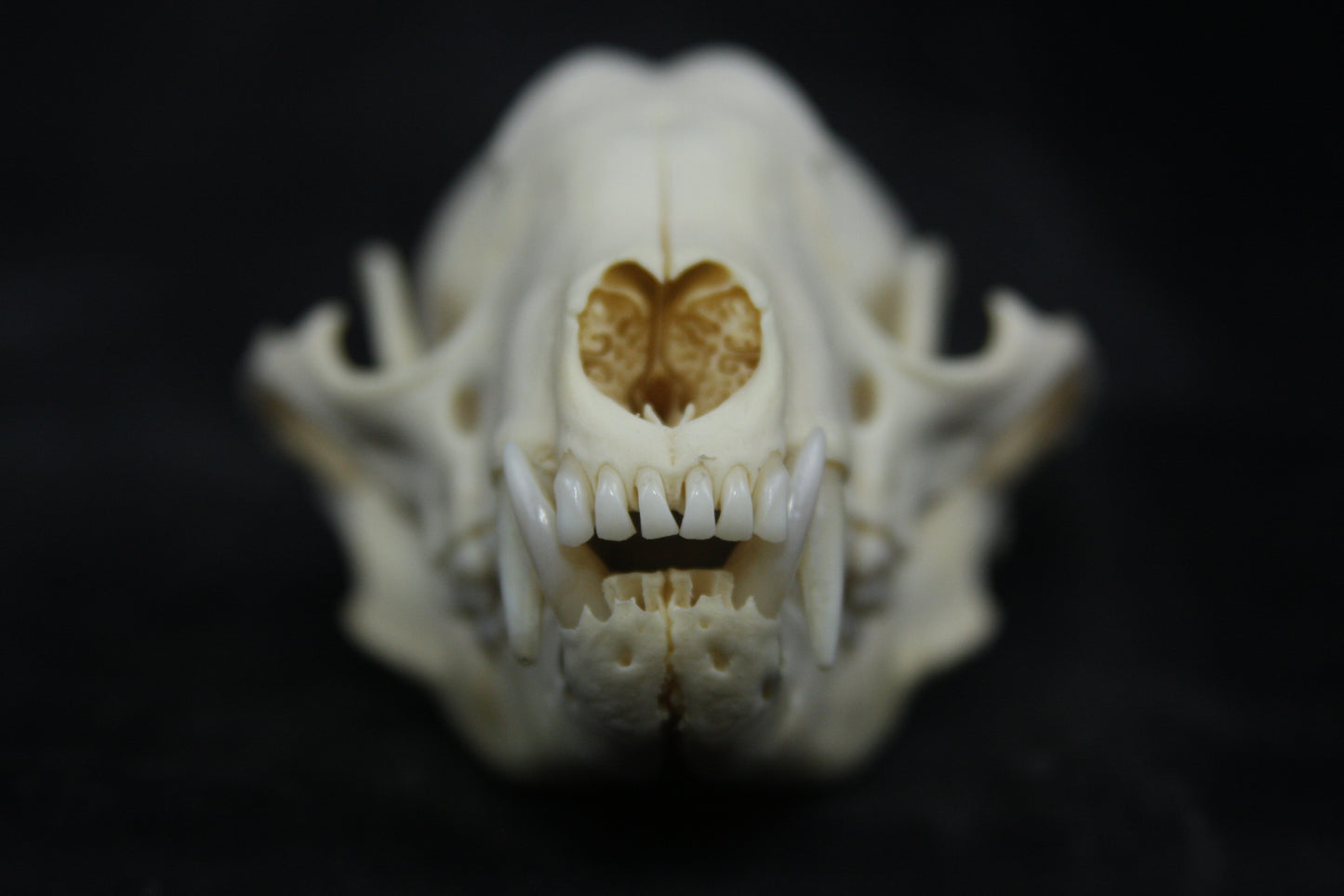 Craft Raccoon Skull