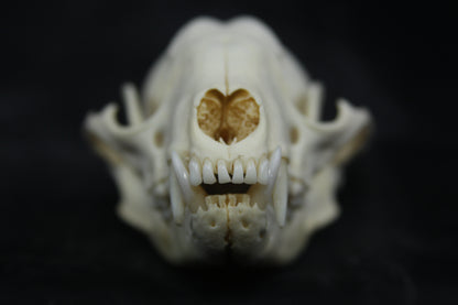 Craft Raccoon Skull