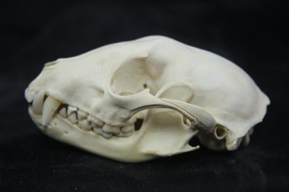 Craft Raccoon Skull