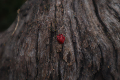 Dry Preserved Mouse Heart