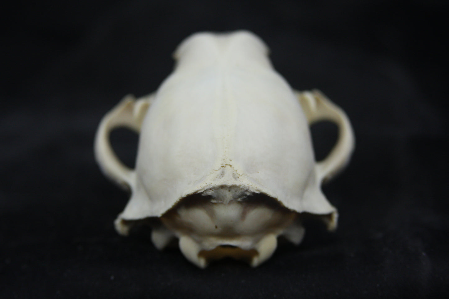 Craft Raccoon Skull