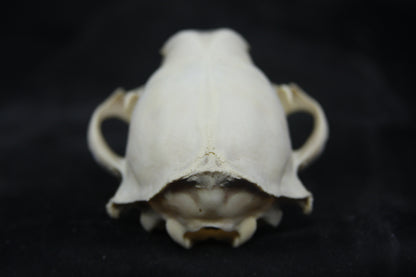 Craft Raccoon Skull
