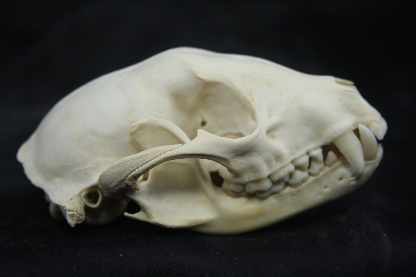 Craft Raccoon Skull