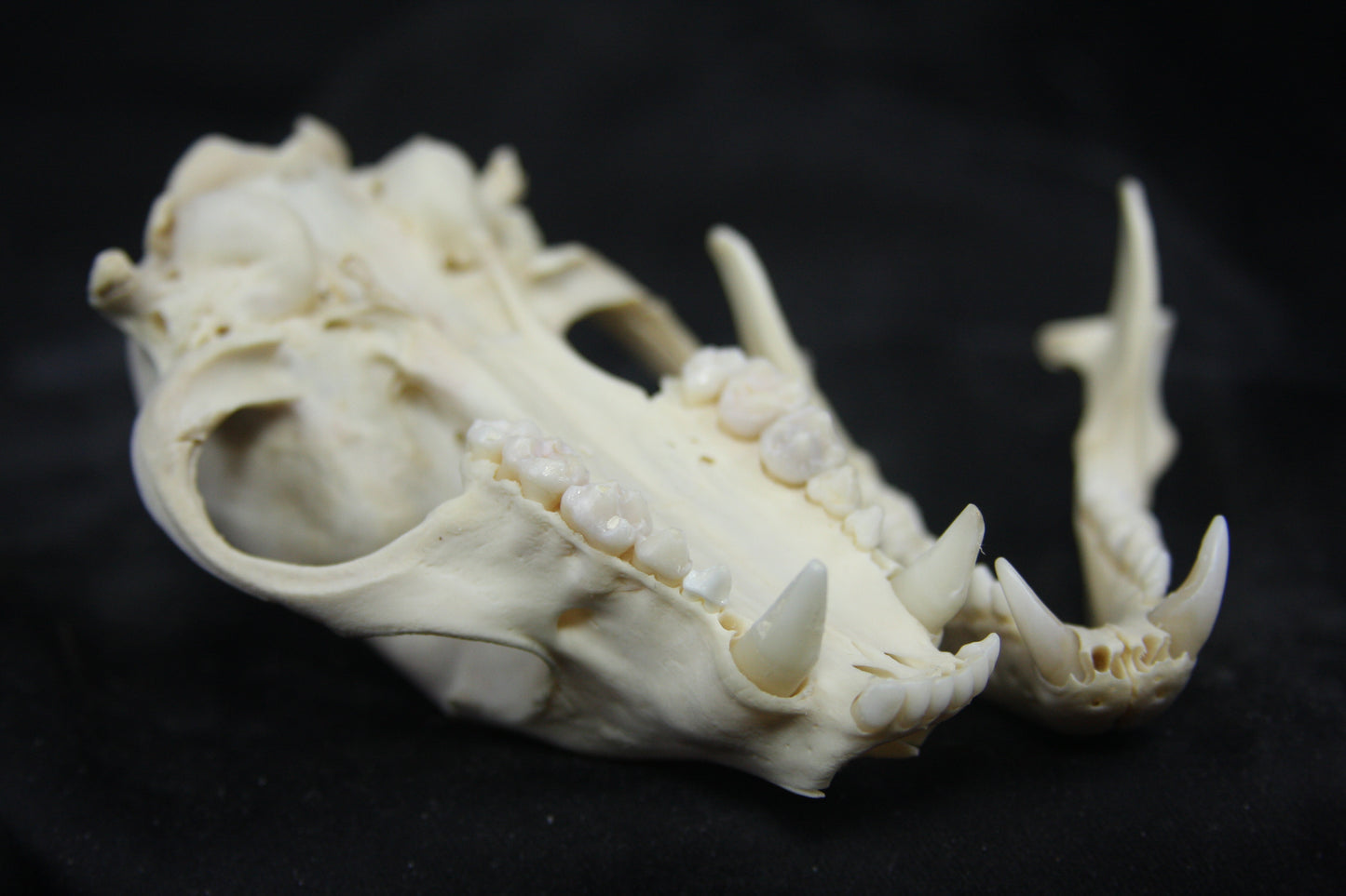 Craft Raccoon Skull