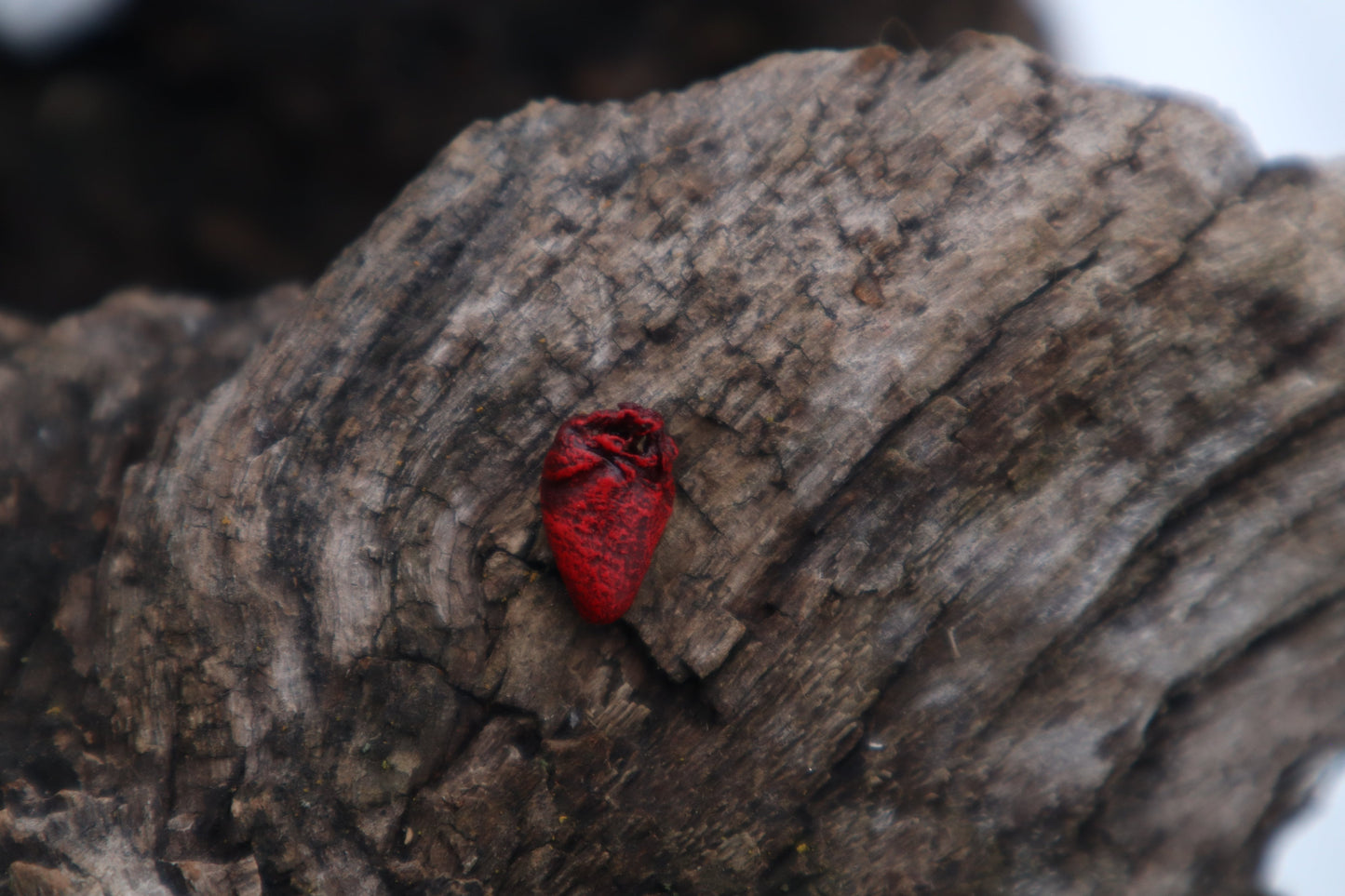 Dry Preserved Parakeet Heart