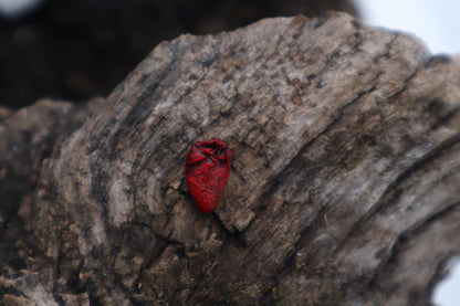 Dry Preserved Parakeet Heart